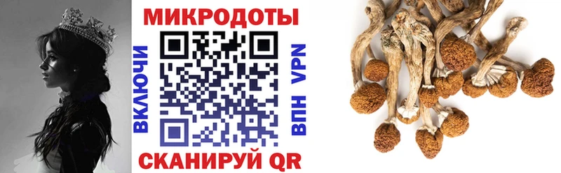 дарк нет официальный сайт  Котлас  Псилоцибиновые грибы прущие грибы 